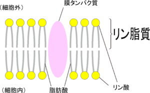 細胞膜の構造（リン脂質）