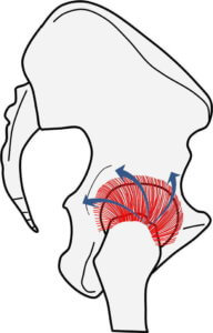 股関節中立位における関節包靭帯の状態