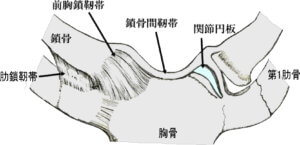 胸鎖関節の靱帯