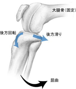 脛骨屈曲の関節内運動