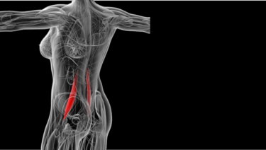 腸腰筋の解剖学と関連症状