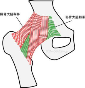 腸骨大腿靱帯と恥骨大腿靱帯