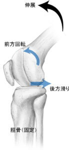 膝伸展の関節内運動