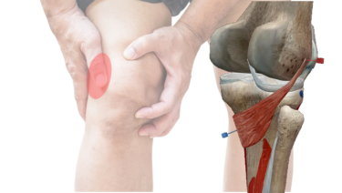 膝窩筋の解剖学と関連症状